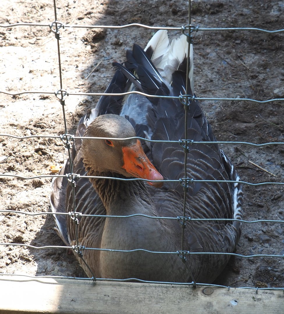 Domestic goose (Anser anser domesticus), 2021-05-29