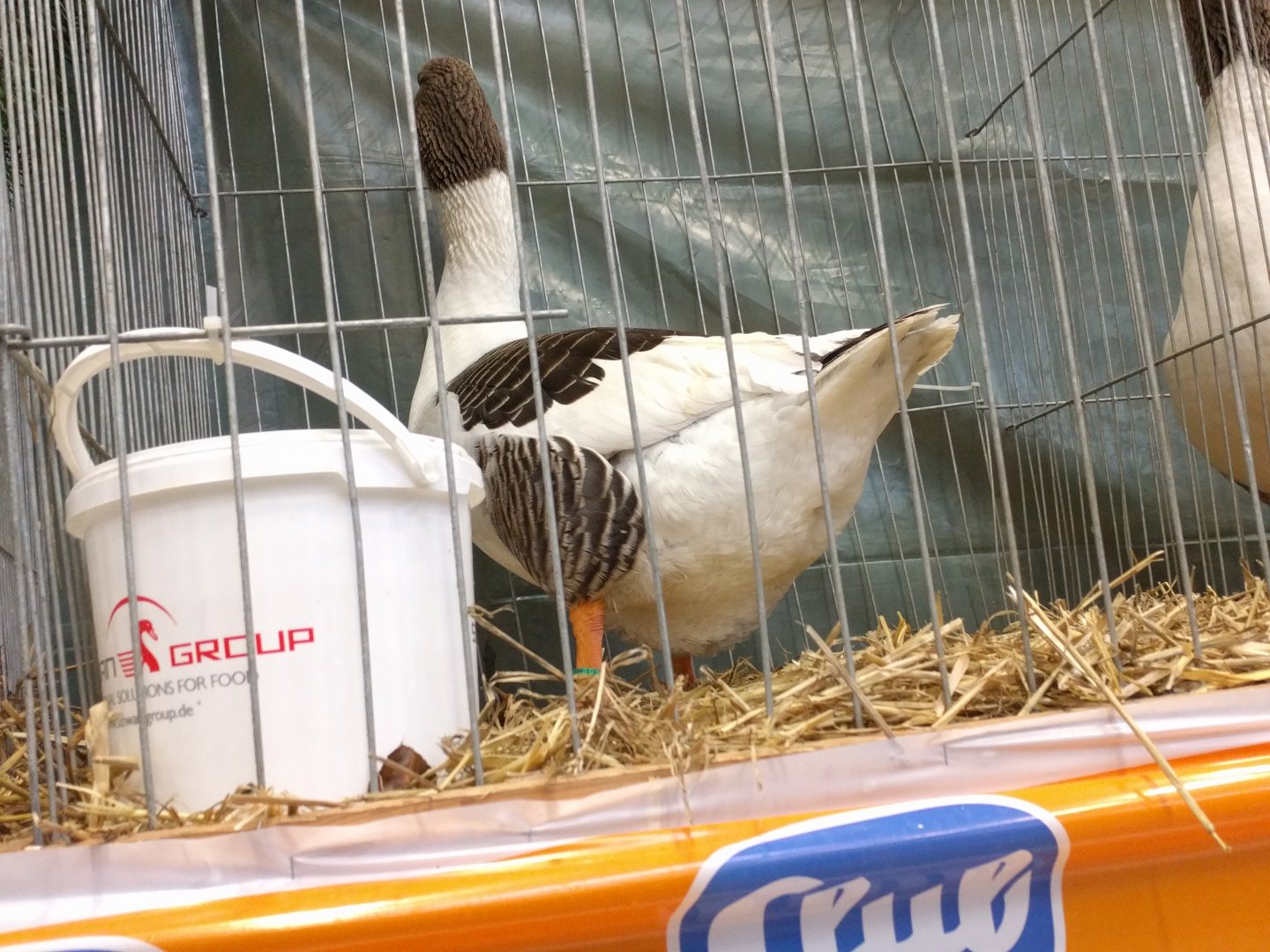 Domestic Goose breed ID