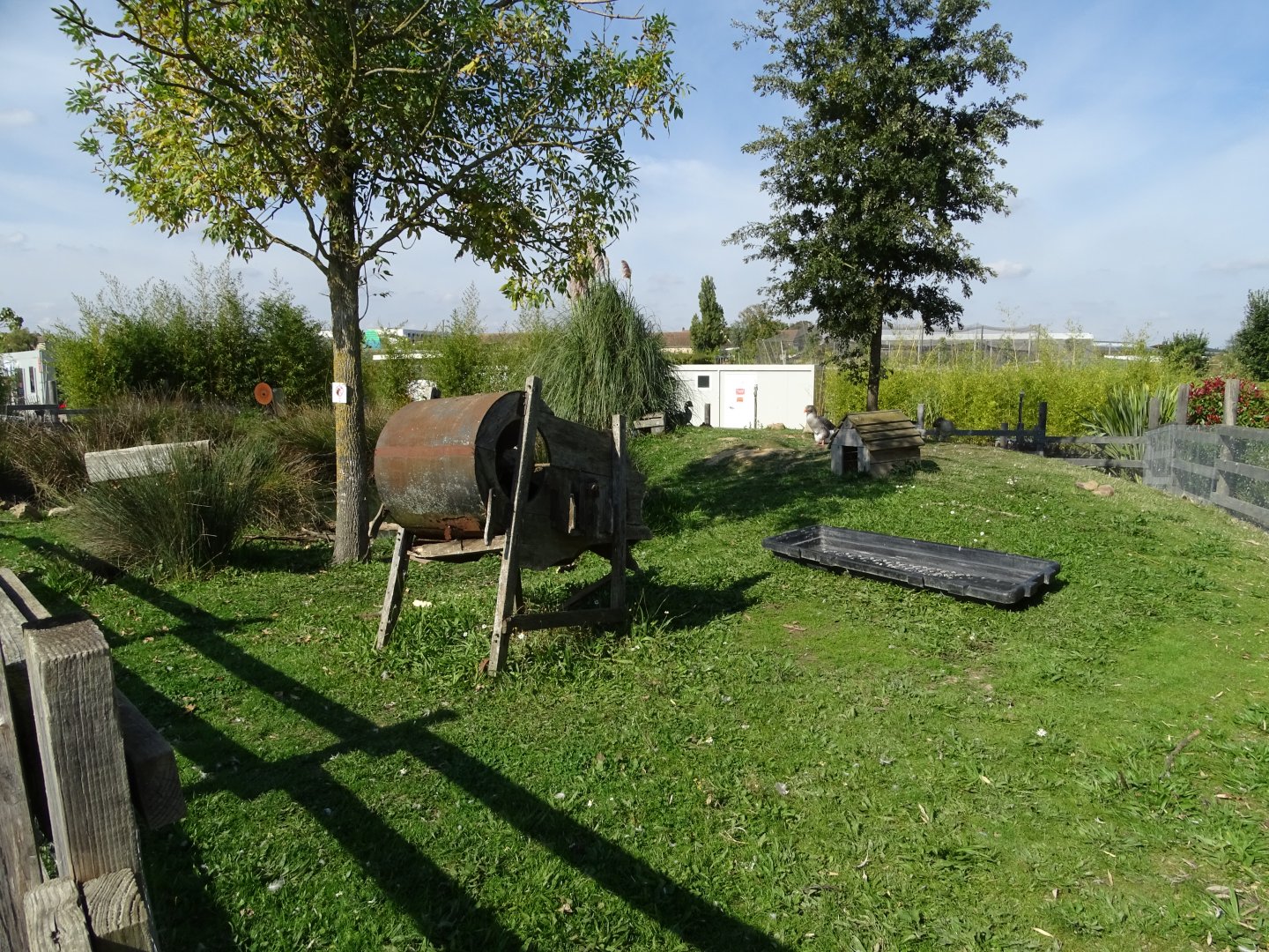 Domestic goose exhibit