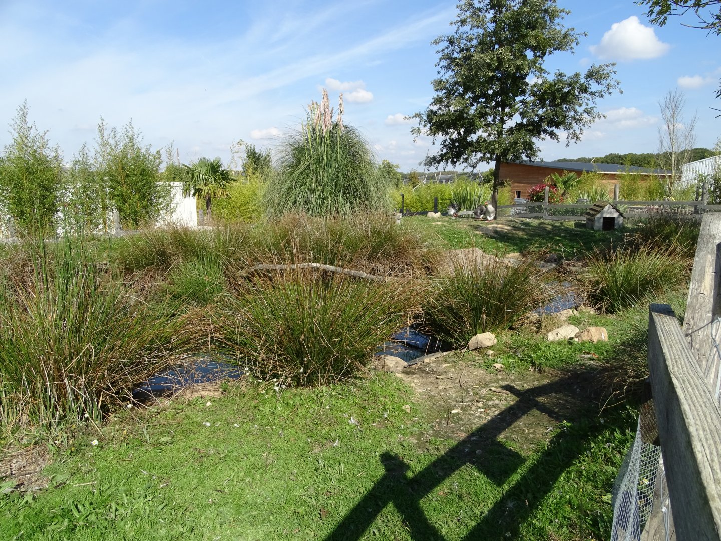 Domestic goose exhibit