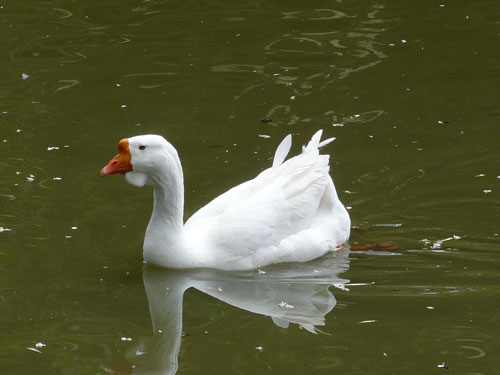 Domestic Goose in Kishinev Zoo