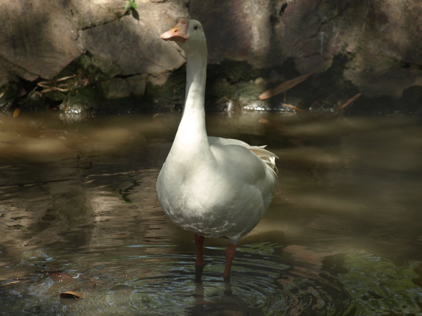 Domestic goose - Lahore zoo 8/4/2017