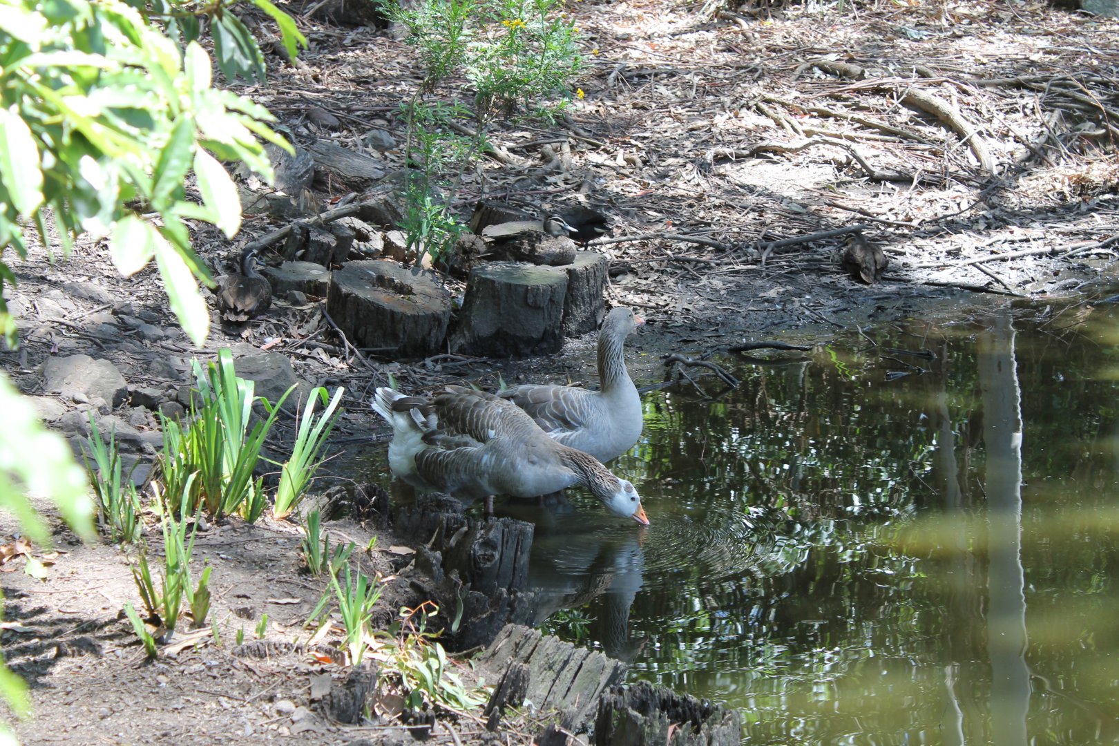 Domestic Goose (Potoroo Palace)