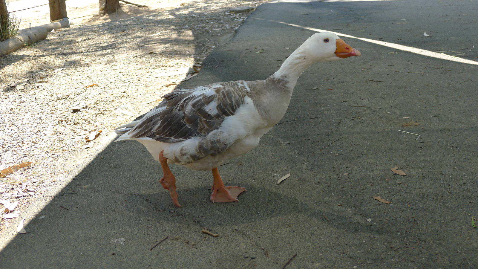 Domestic Goose