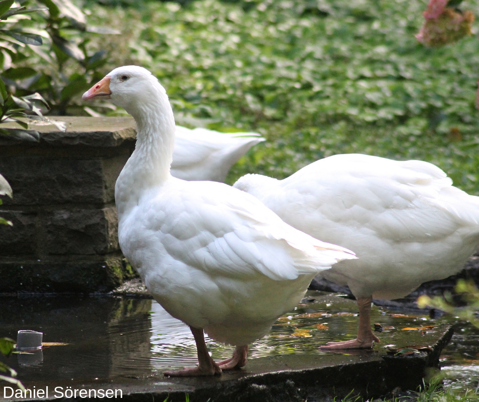 Domestic goose