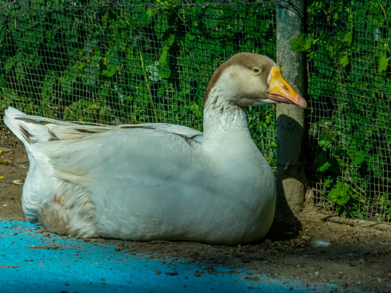 domestic goose
