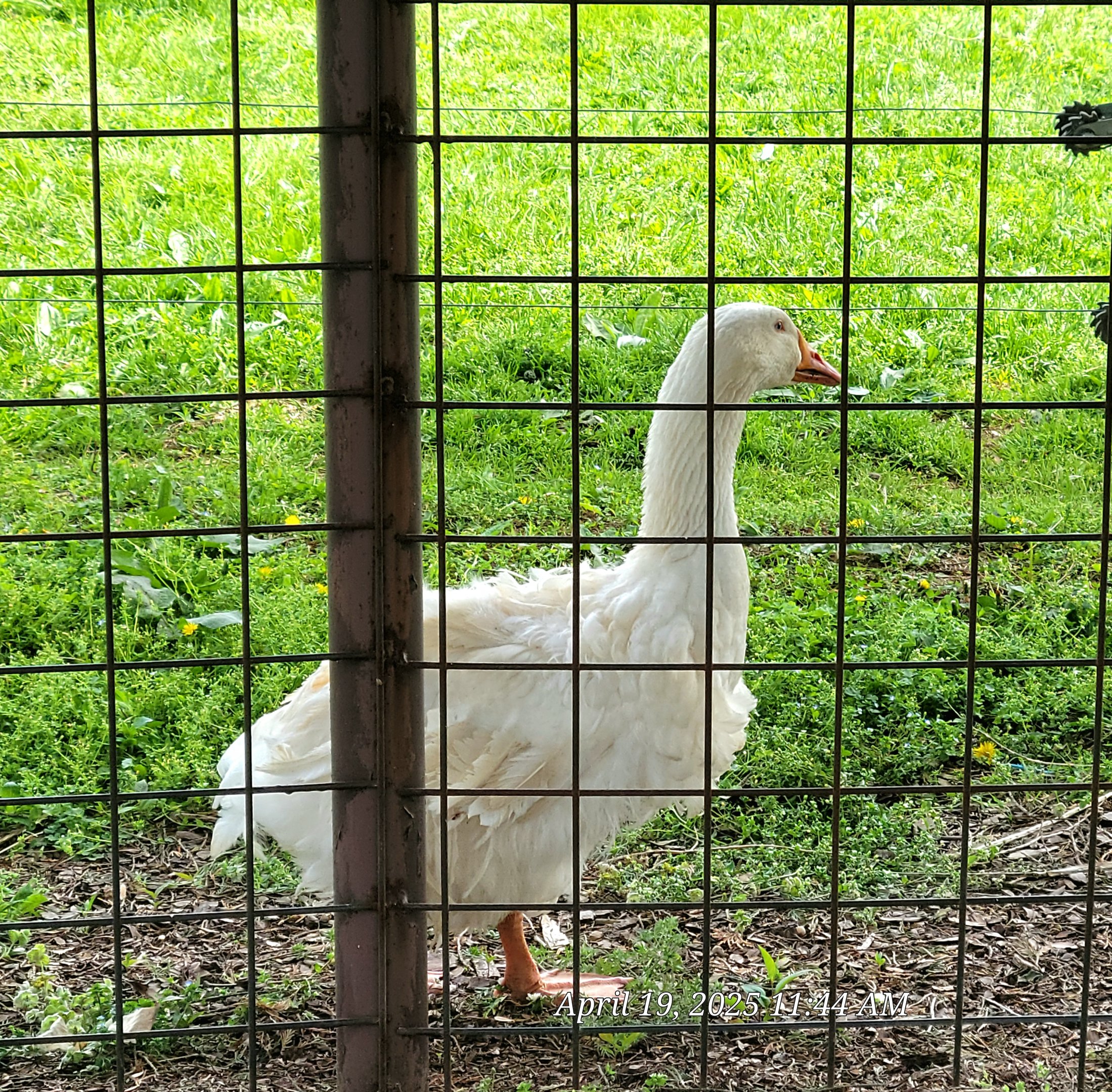 Domestic Goose