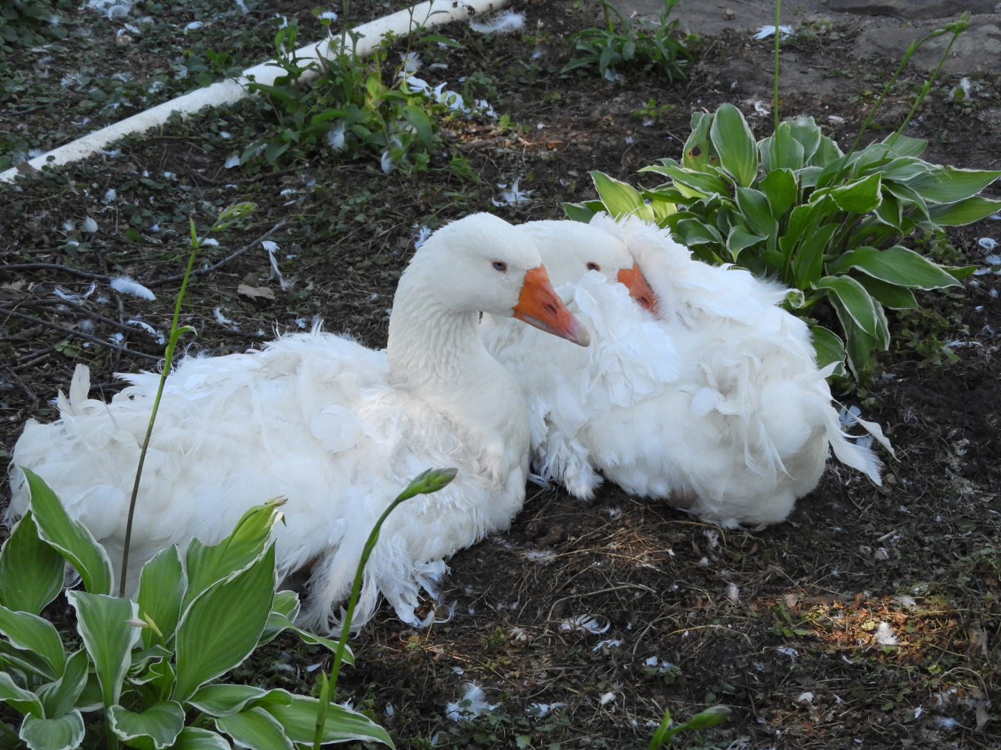 Domestic Greylag Geese (Anser anser domesticus)