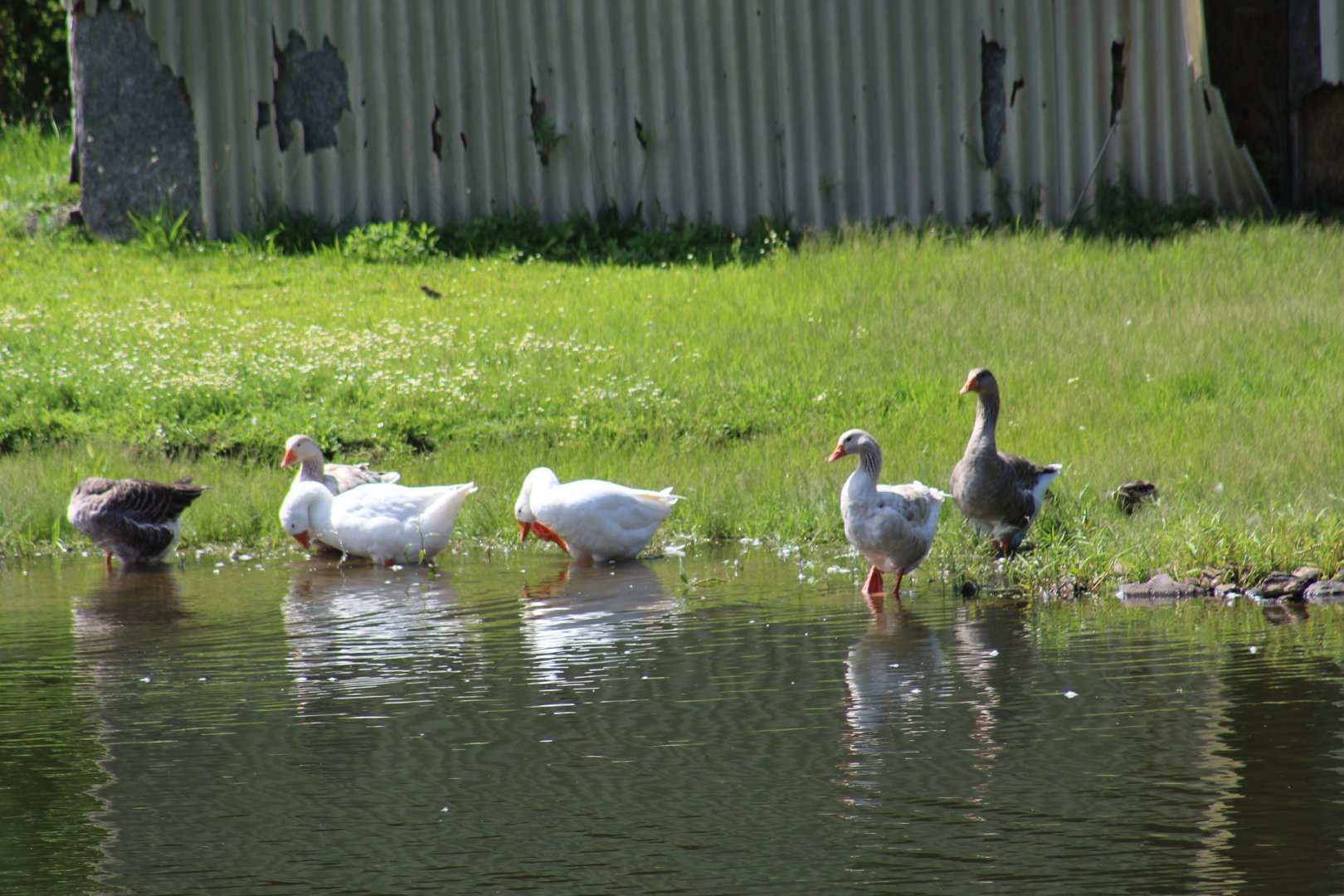 Domestic Greylag Geese