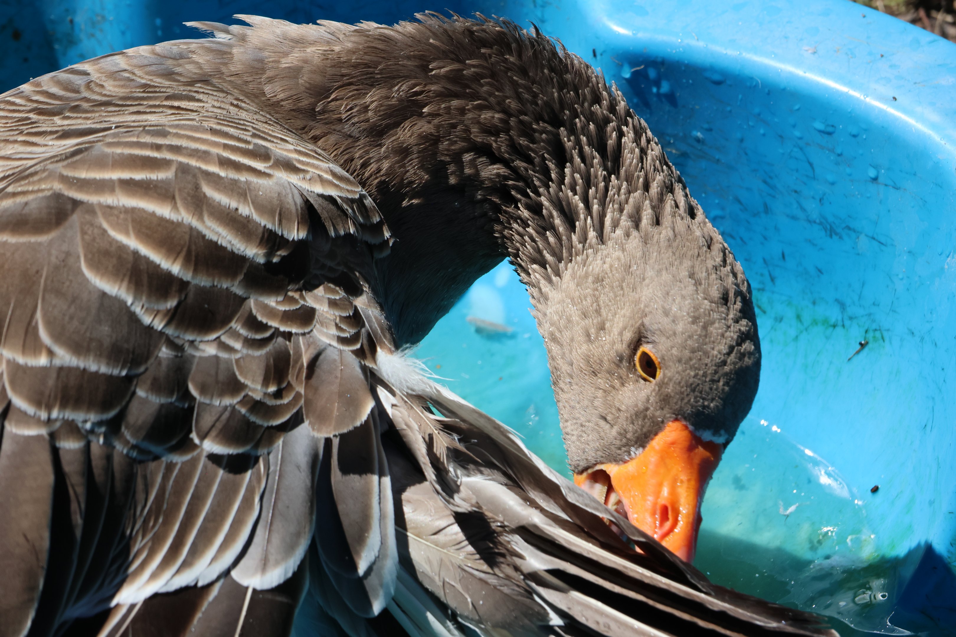 Domestic Greylag Goose (Anser anser), Bluebank Blueberry & Emu Farm