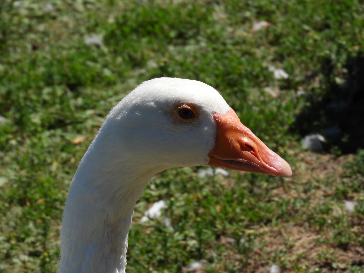 Domestic Greylag Goose (Anser anser domesticus)
