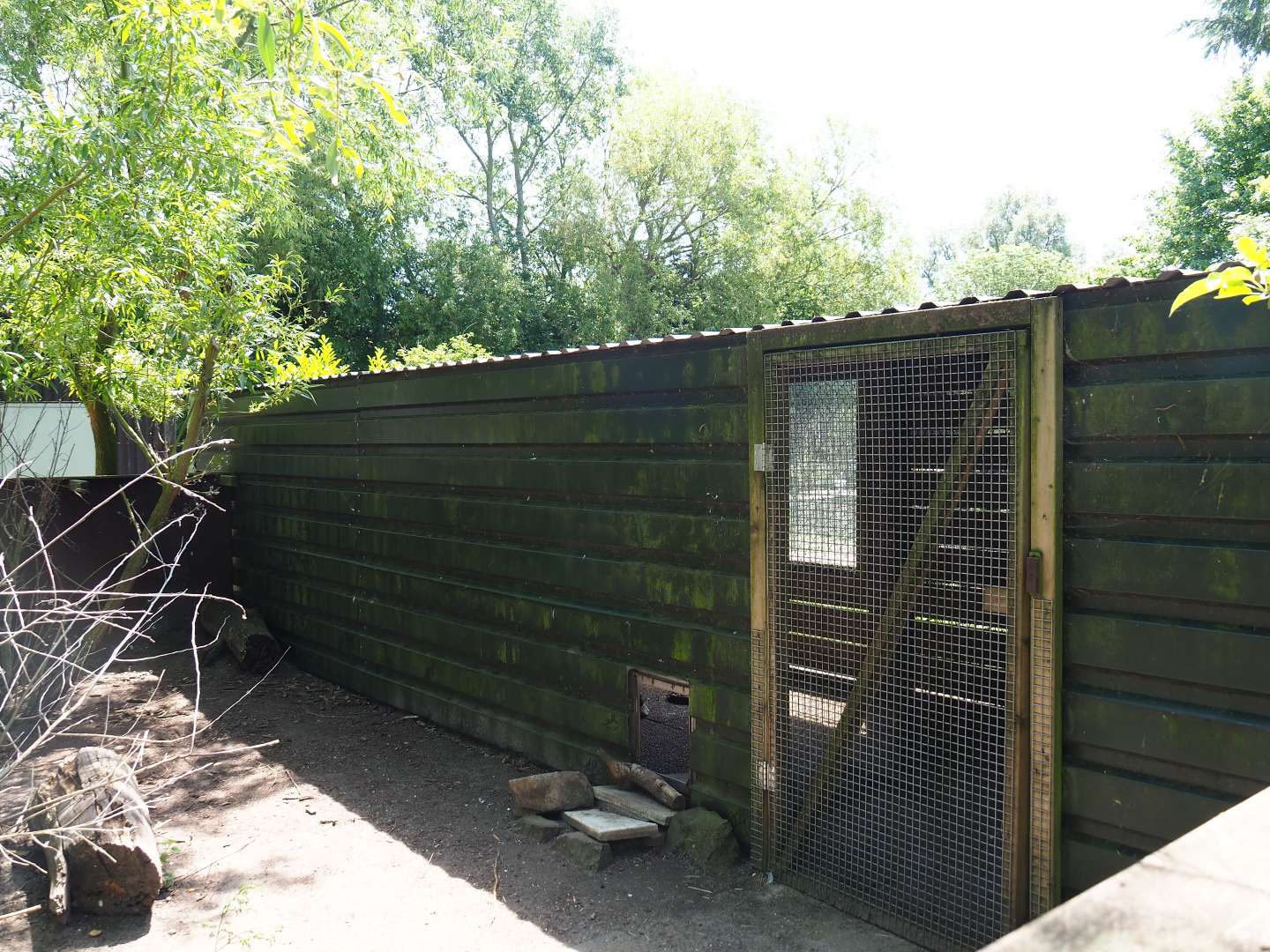 Domestic guinea barn, 2019-06-01