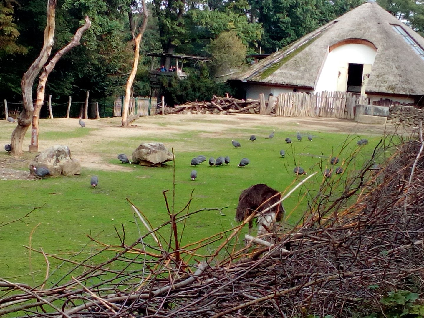 Domestic guinea fowl in giraffe/ostrich/greater kudu/warthog enclosure-9/25