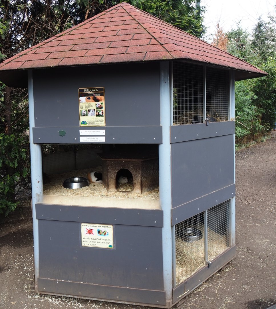 Domestic guinea housing tower, 2019-04-06