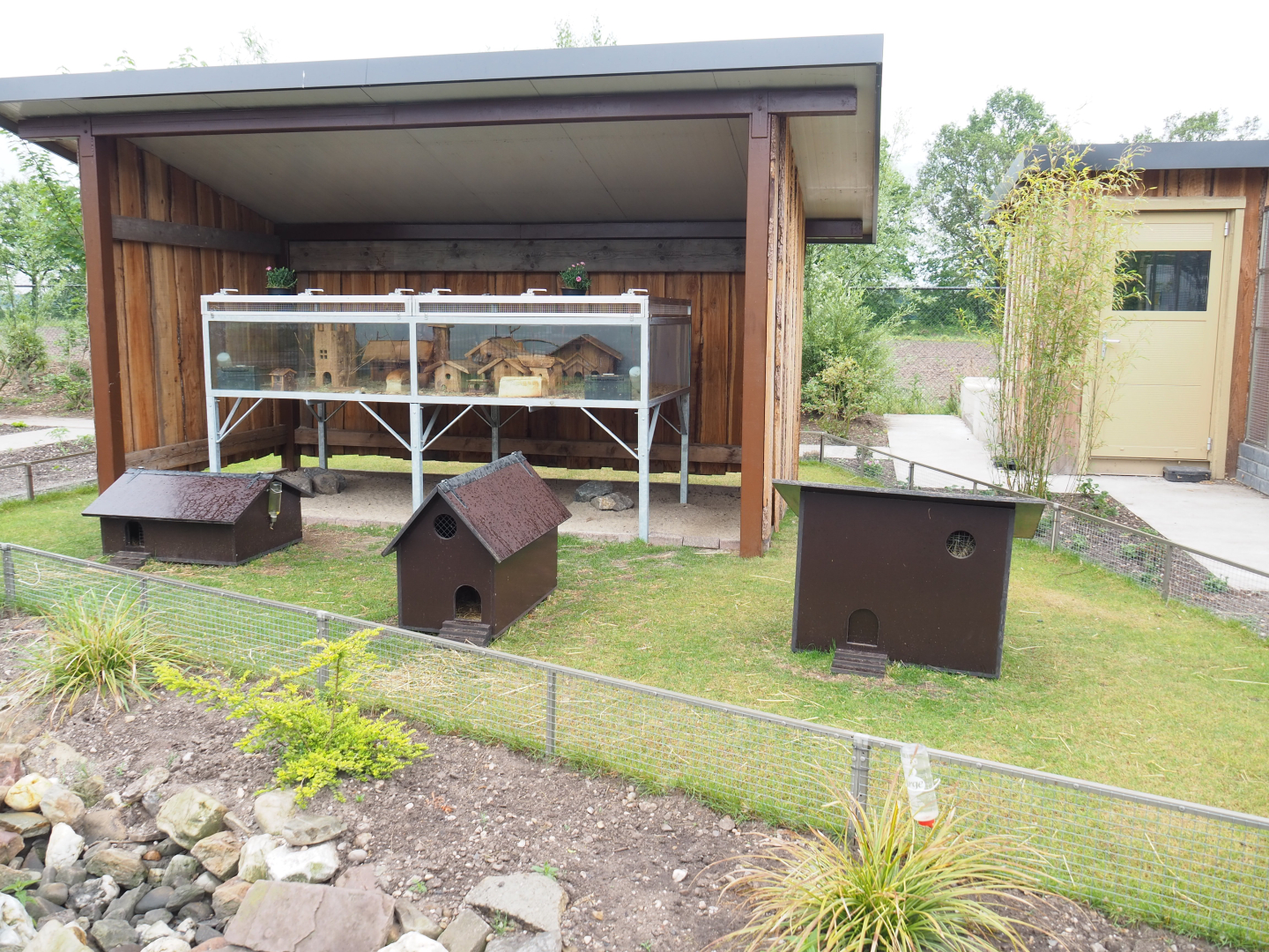 Domestic guinea pig and Domestic fancy mouse exhibits, 2022-05-17