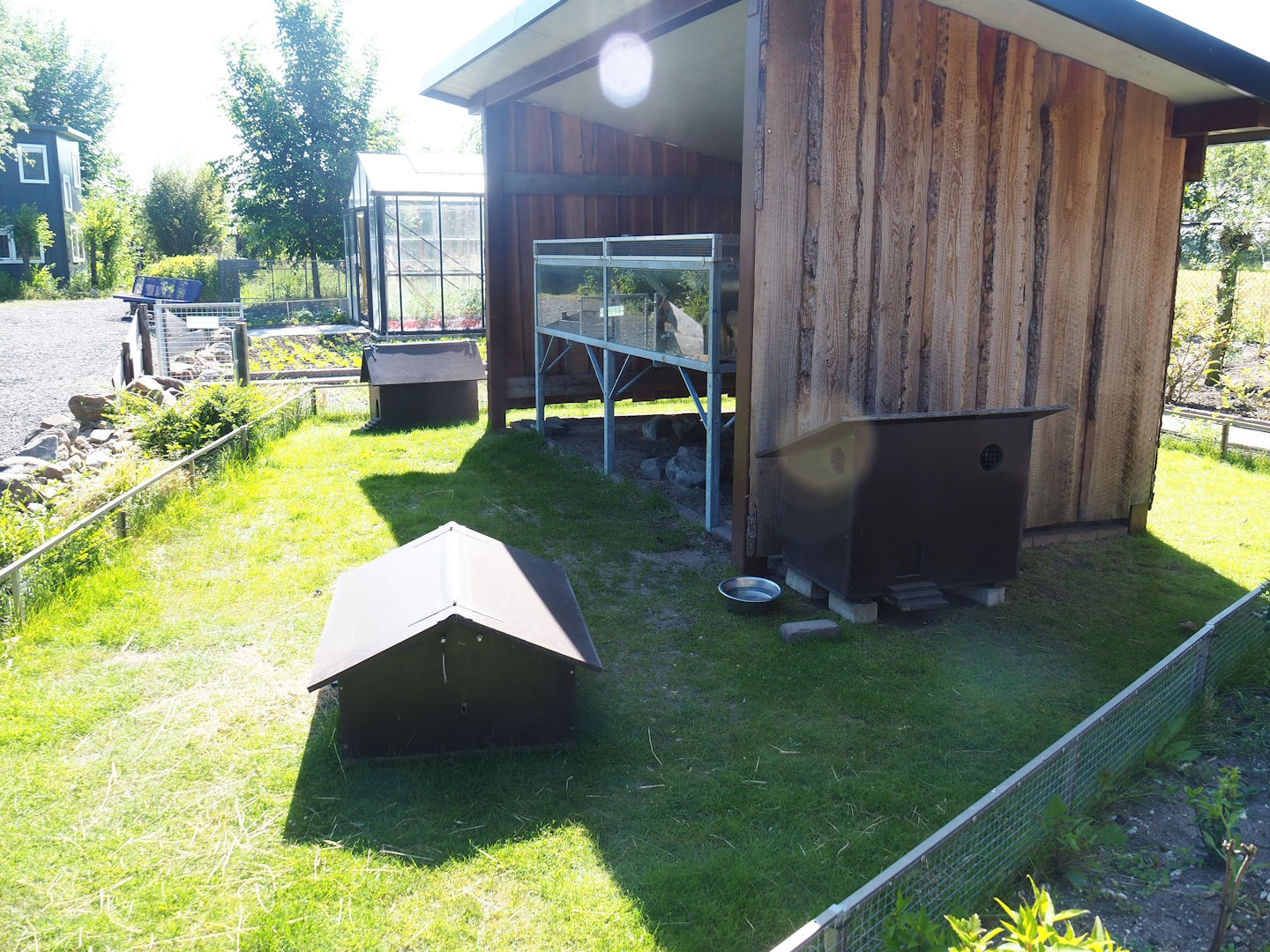 Domestic guinea pig and Domestic fancy mouse exhibits, 2023-05-31