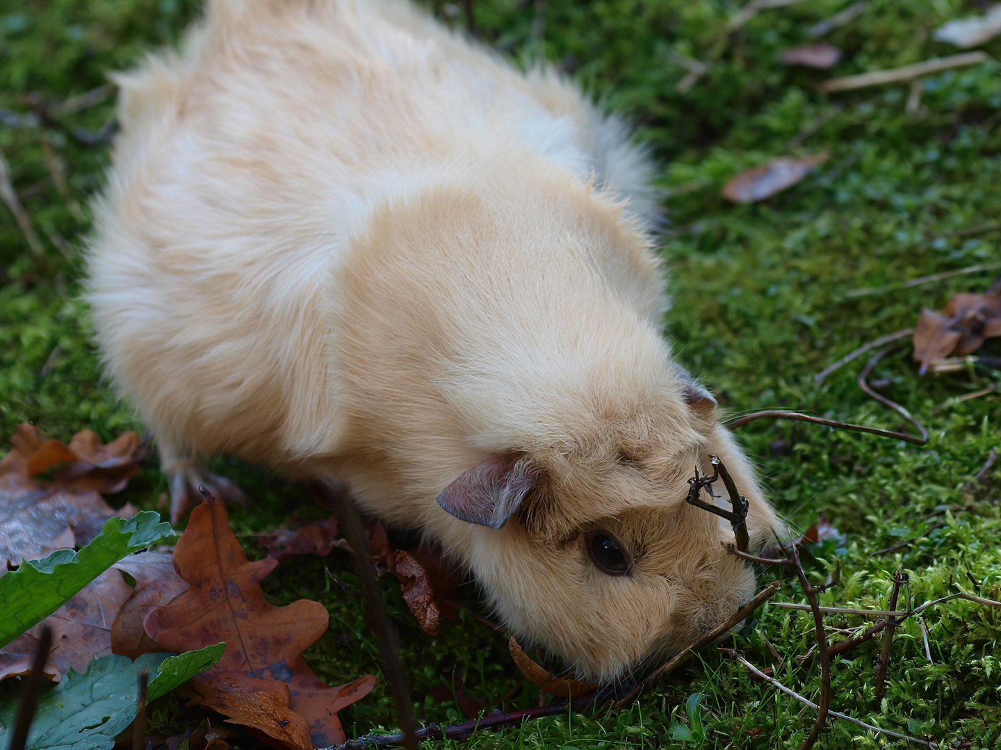 Domestic guinea pig (Cavia porcellus), 2014-10-19