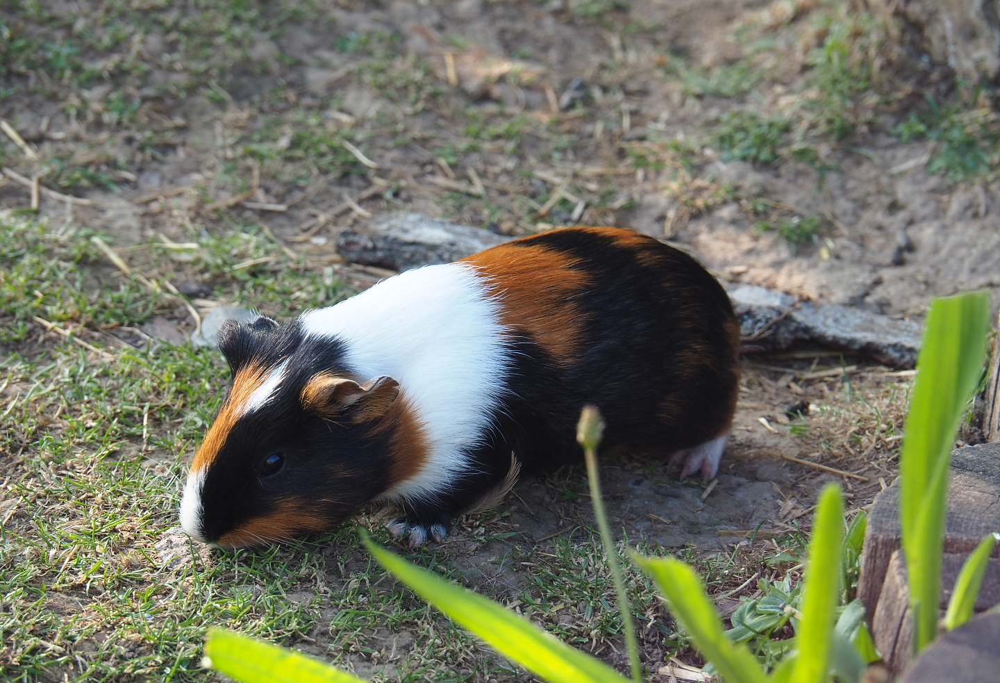 Domestic guinea pig (Cavia porcellus), 2021-09-02