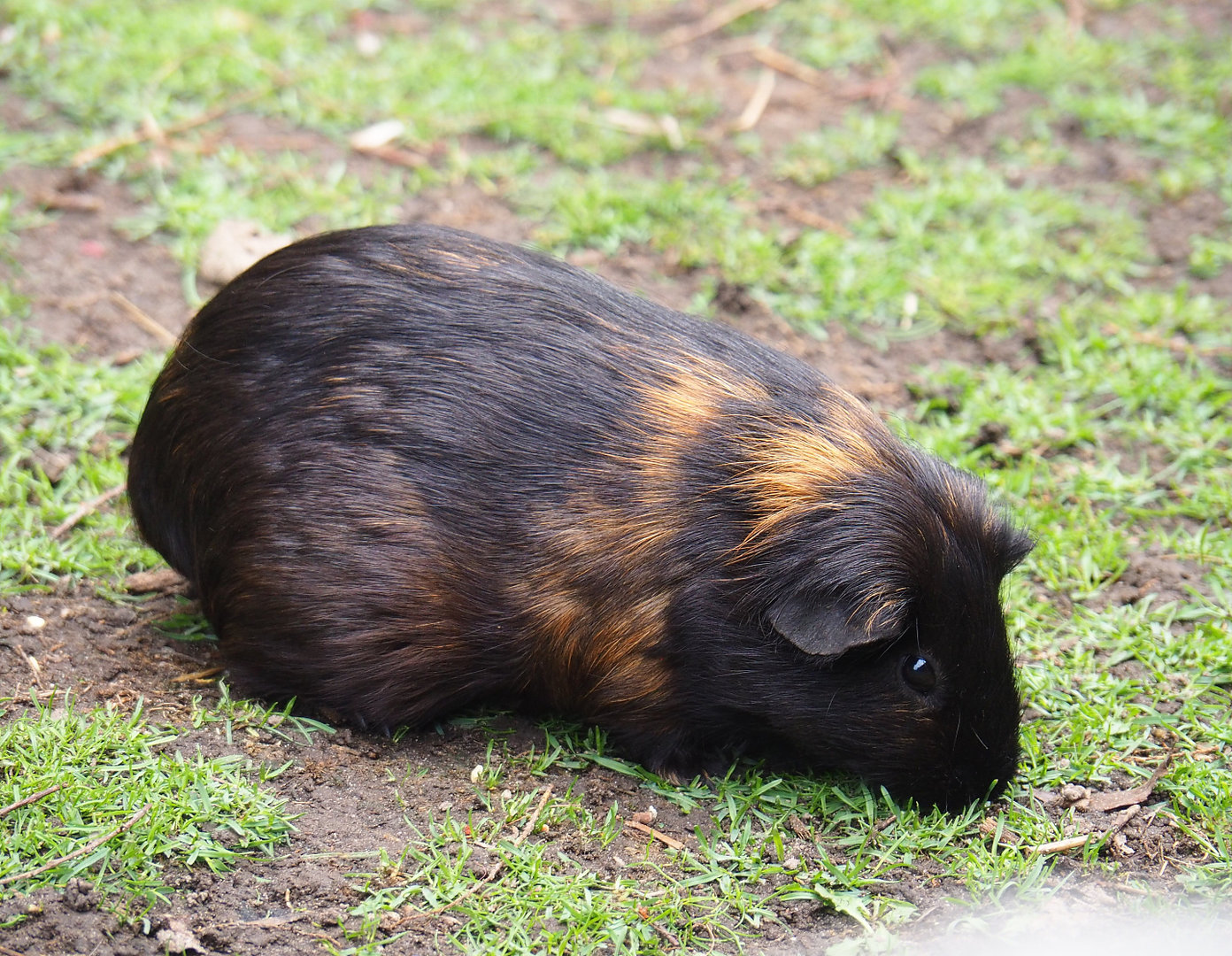 Domestic guinea pig (Cavia porcellus), 2022-09-15
