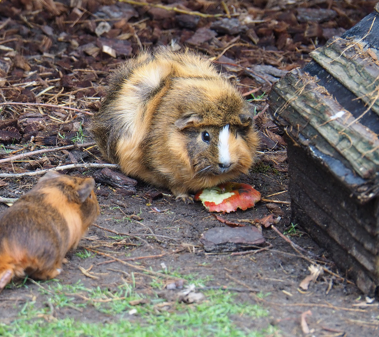 Domestic guinea pig (Cavia porcellus), 2022-09-15