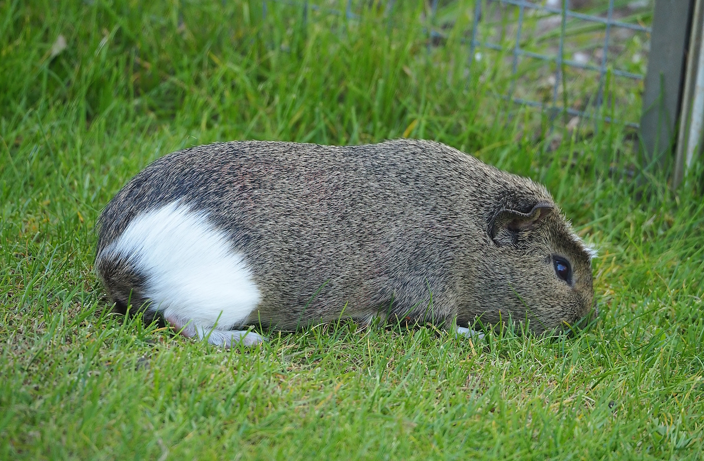 Domestic guinea pig (Cavia porcellus), 2023-05-31