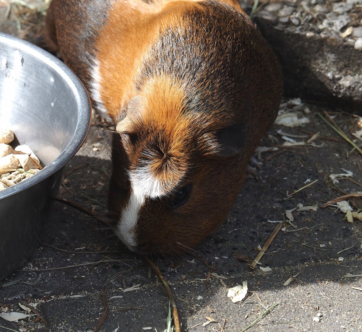 Domestic guinea pig (Cavia porcellus), 2024-04-14