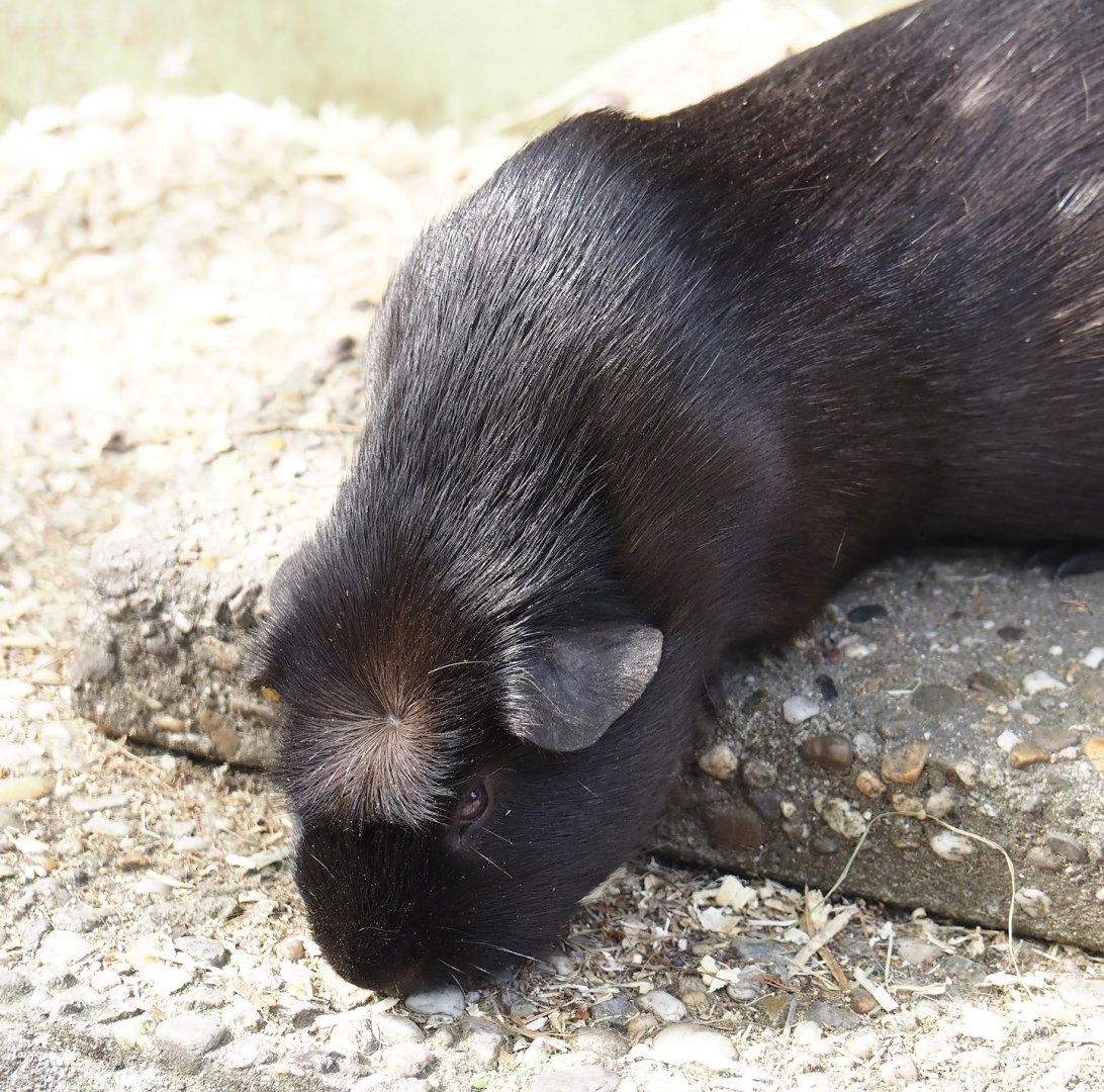 Domestic guinea pig (Cavia porcellus), 2024-04-14