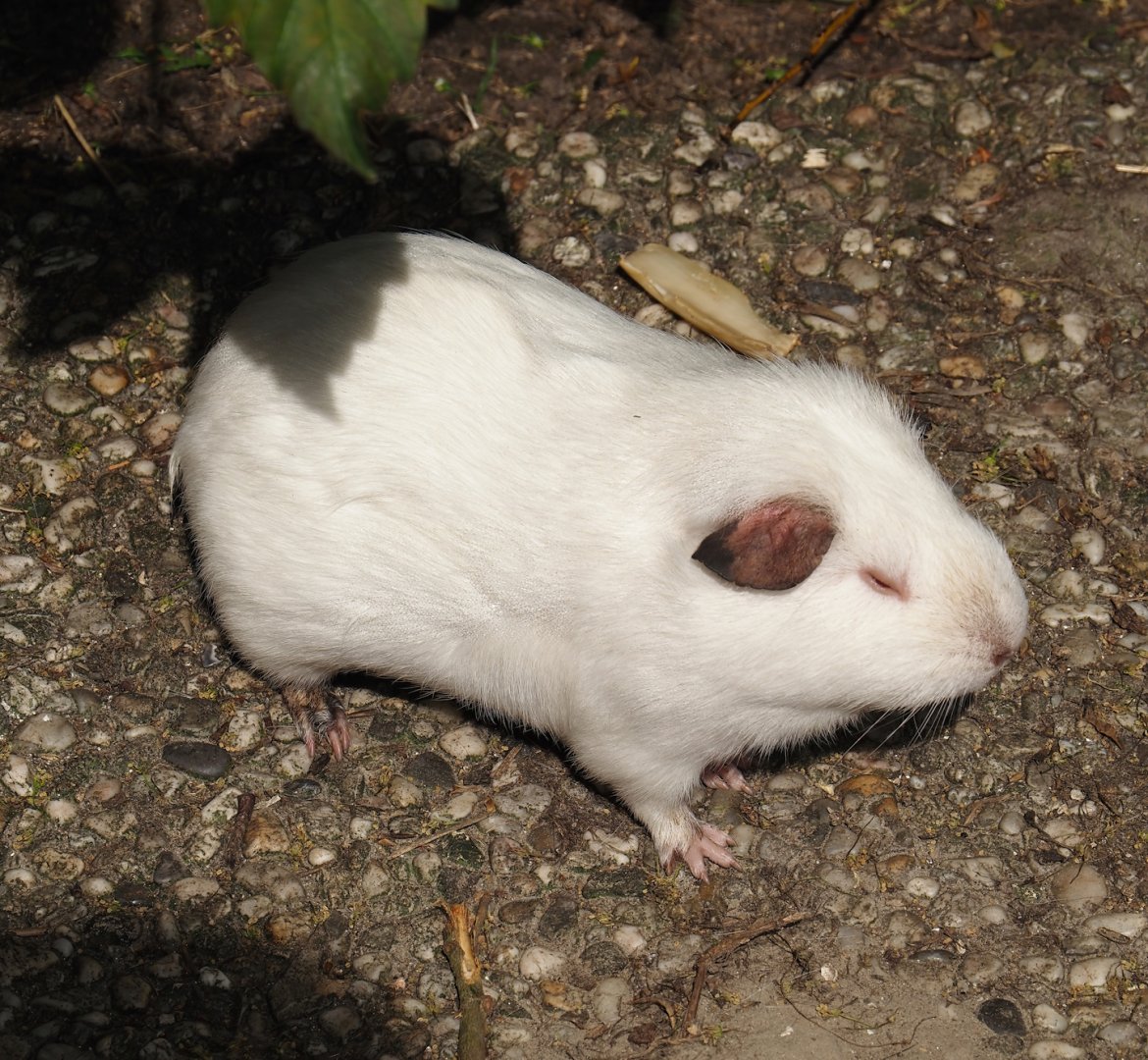 Domestic guinea pig (Cavia porcellus), 2024-05-11