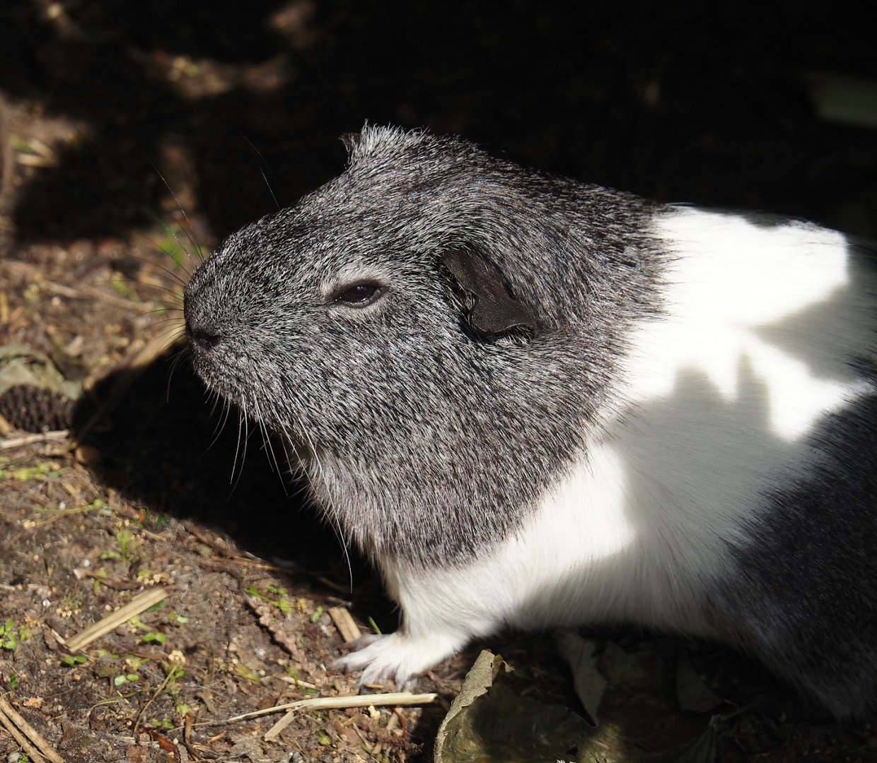 Domestic guinea pig (Cavia porcellus), 2024-05-11