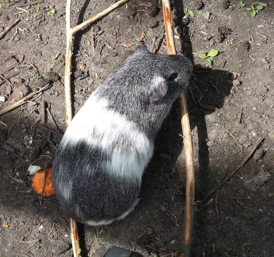 Domestic guinea pig (Cavia porcellus), 2024-05-11