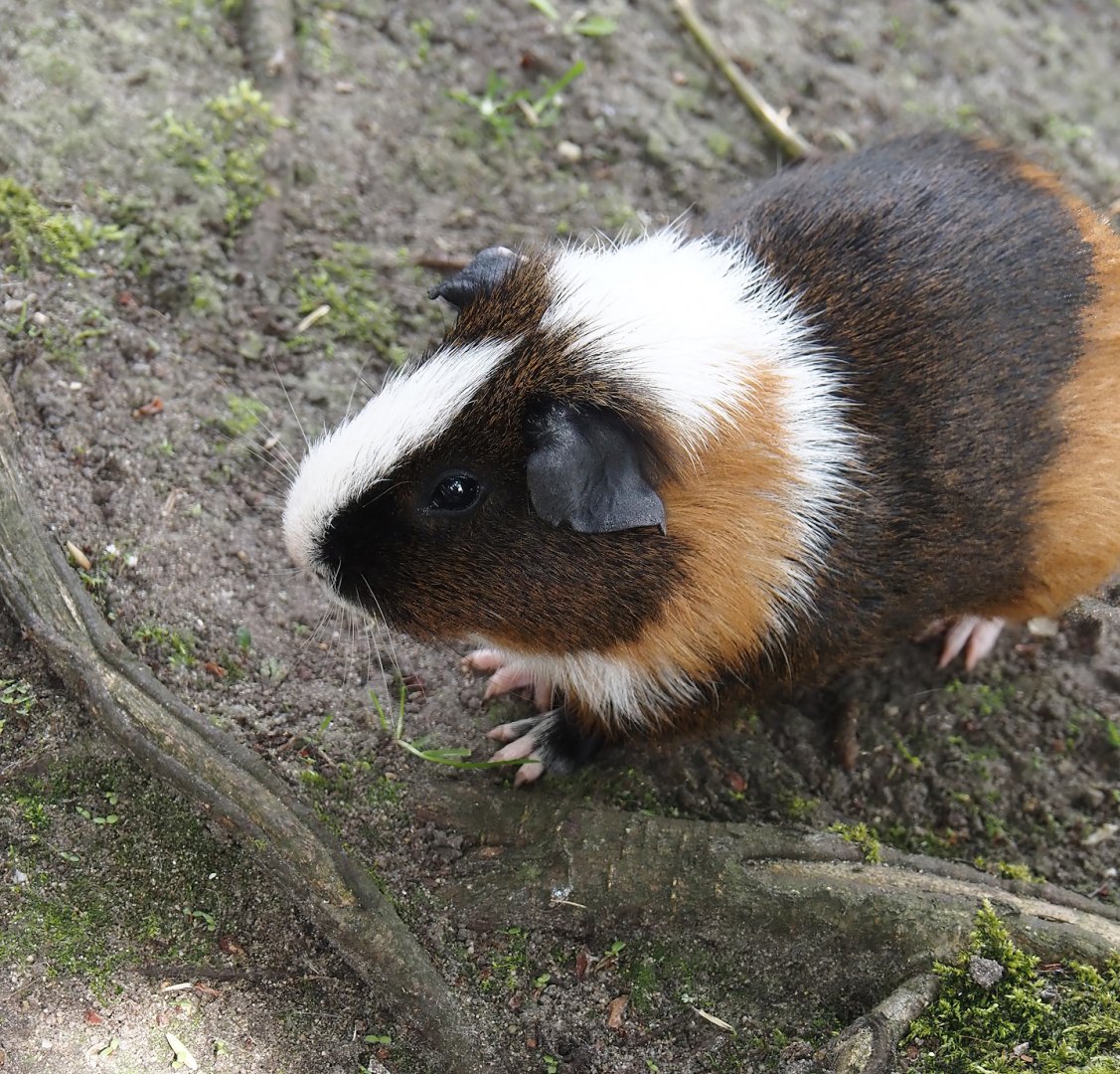 Domestic guinea pig (Cavia porcellus), 2024-05-11