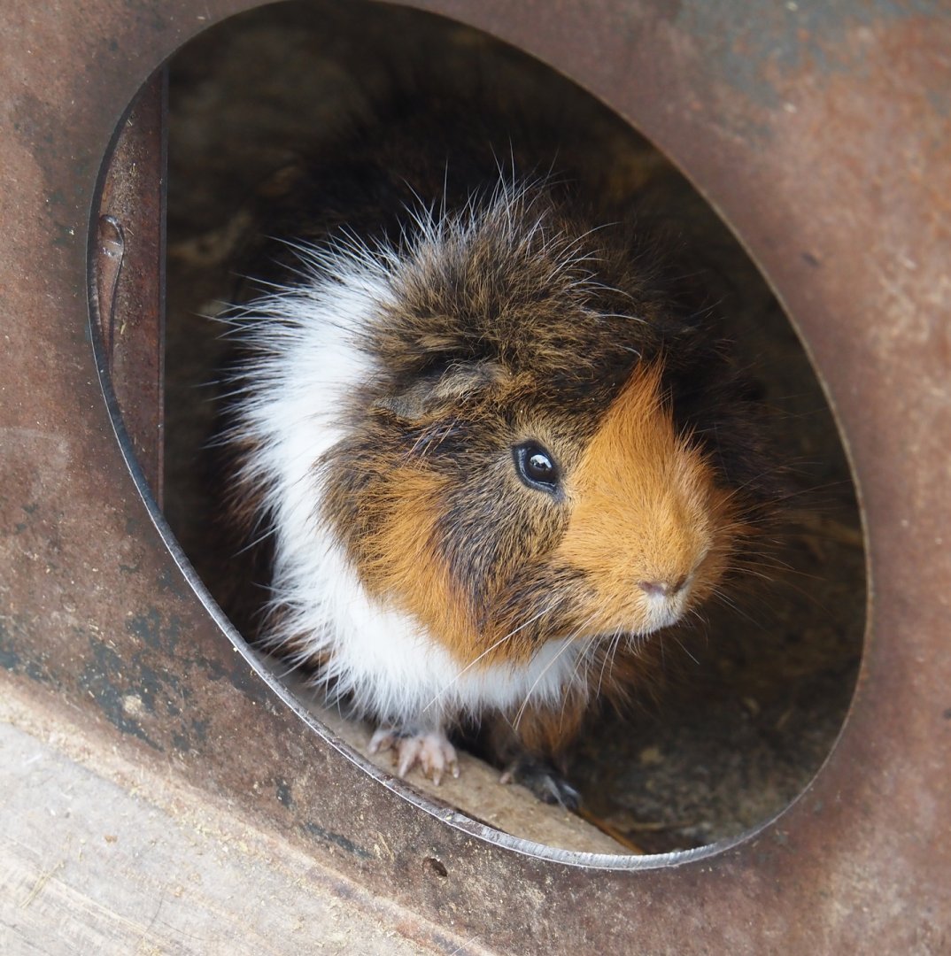 Domestic guinea pig (Cavia porcellus), 2024-09-17