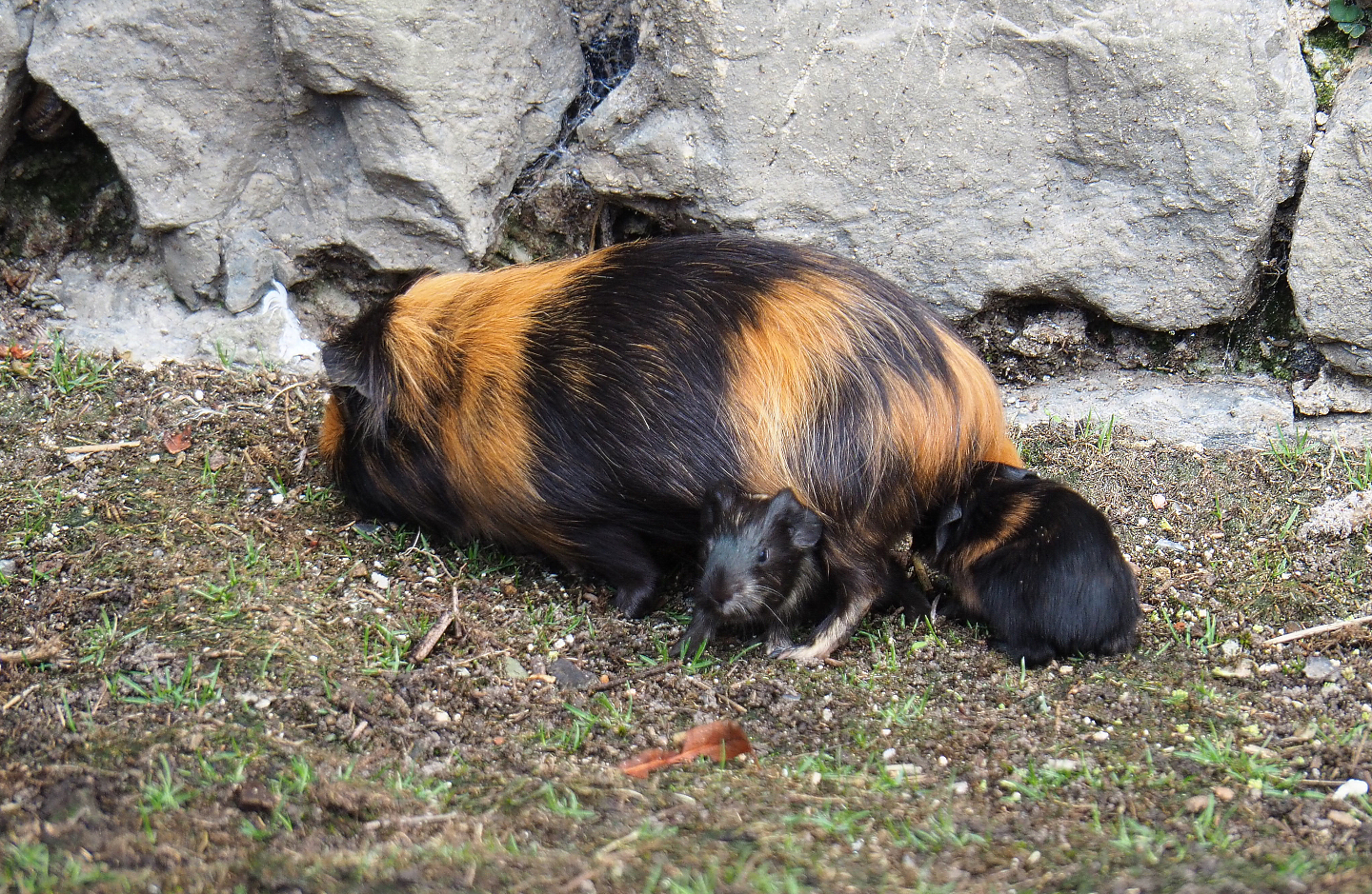 Domestic guinea pig (Cavia porcellus) with pups, 2022-09-15