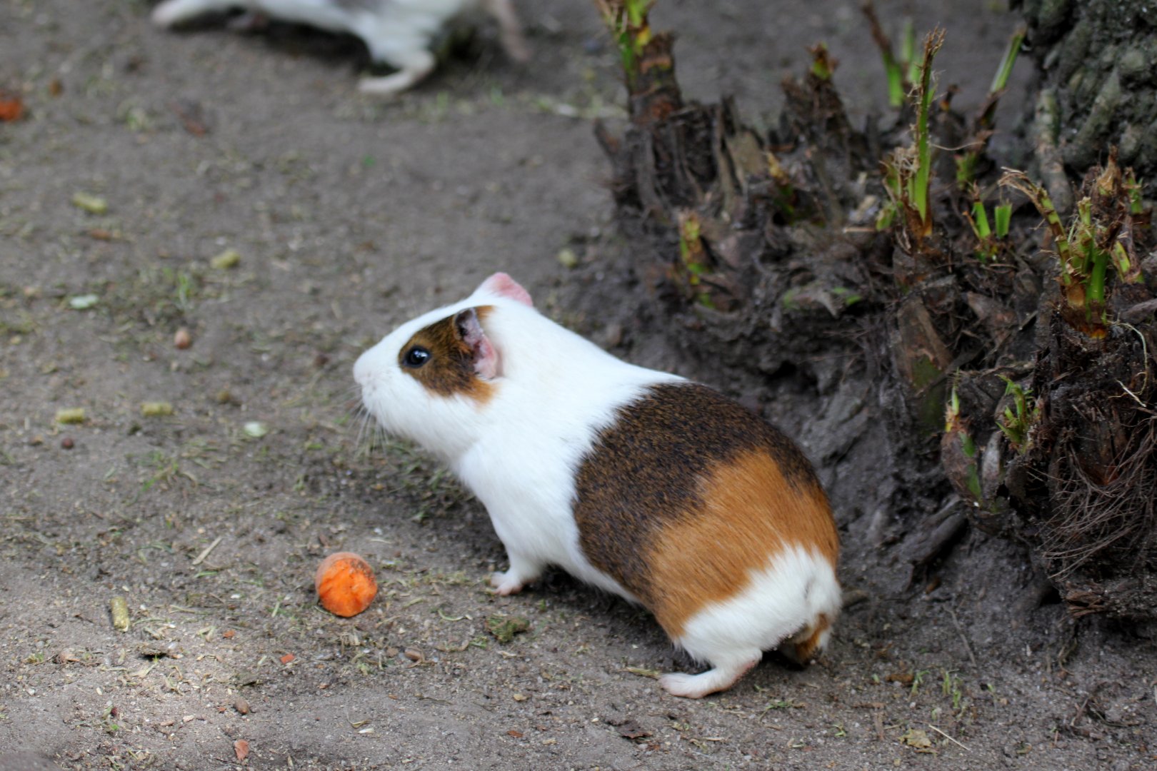 domestic guinea pig (Cavia porcellus)