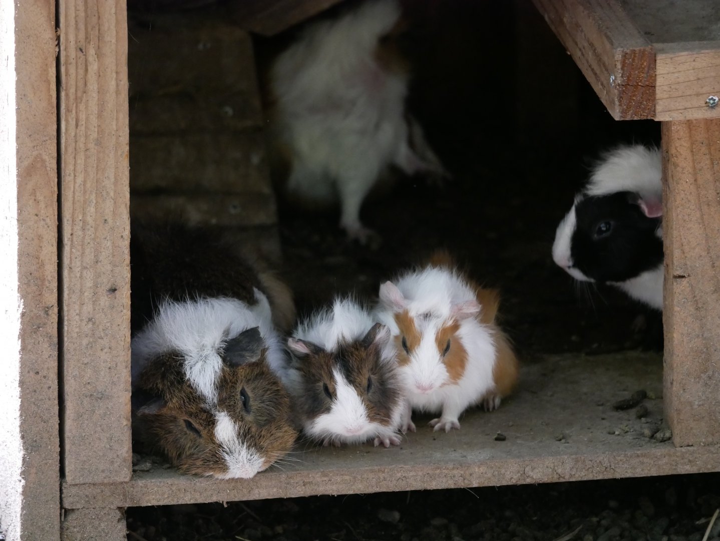 Domestic guinea pig (Cavia porcellus)