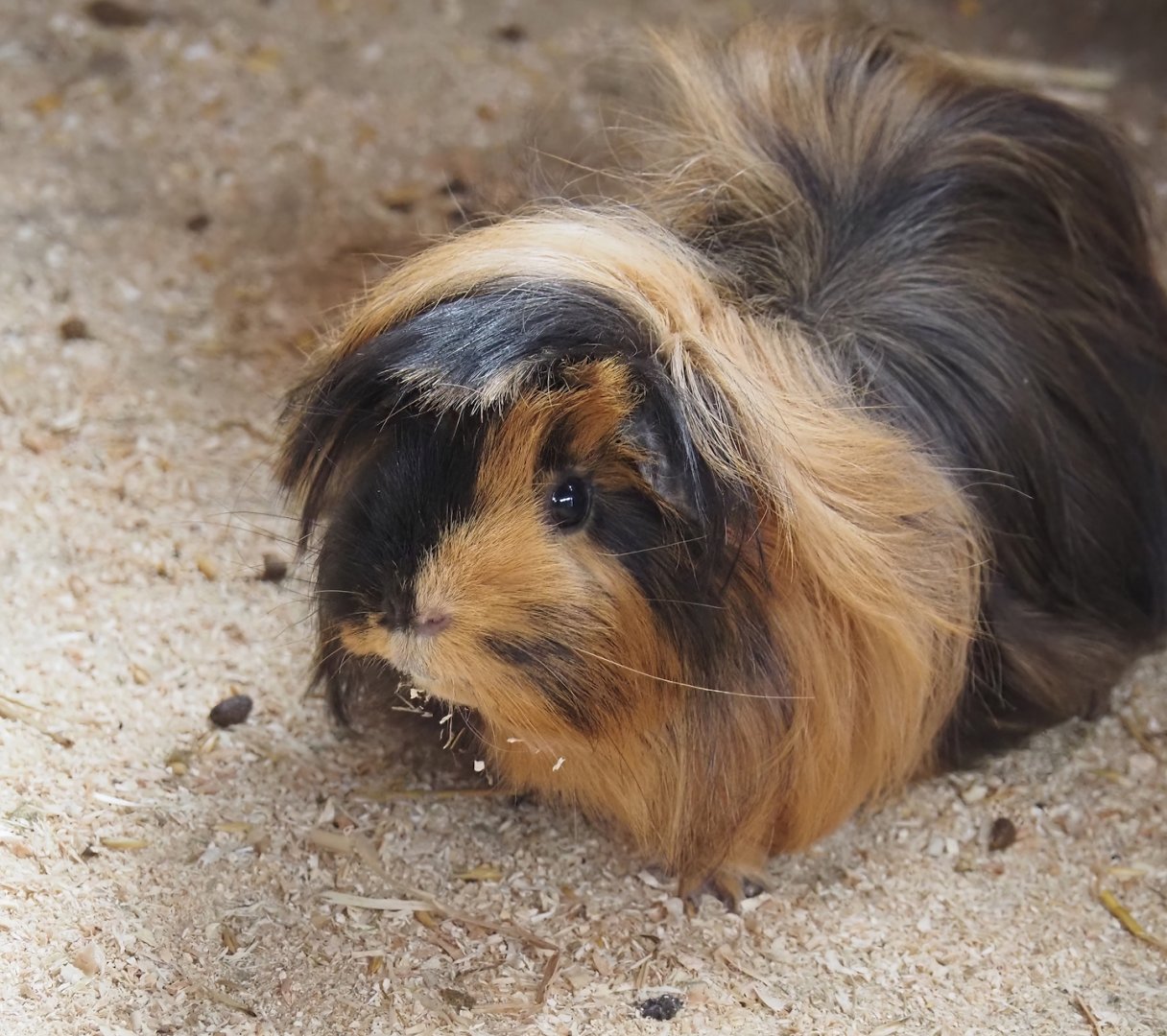 Domestic guinea pig (Cavia porcus), 2025-05-22