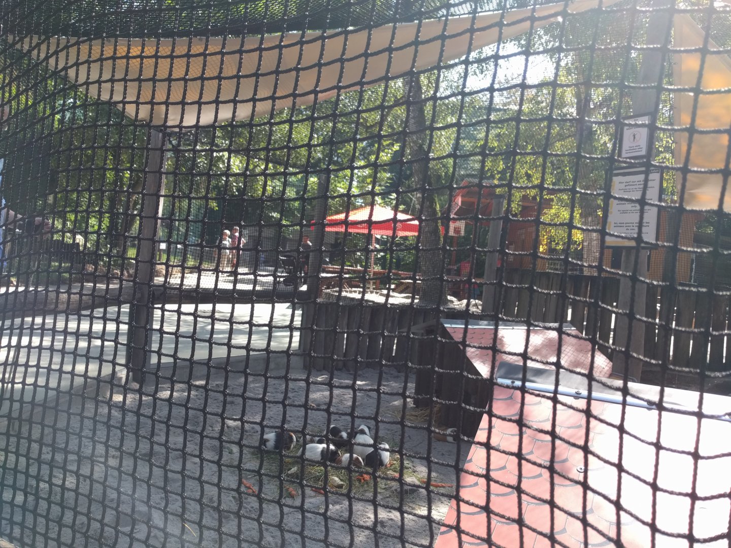 Domestic Guinea Pig Enclosure