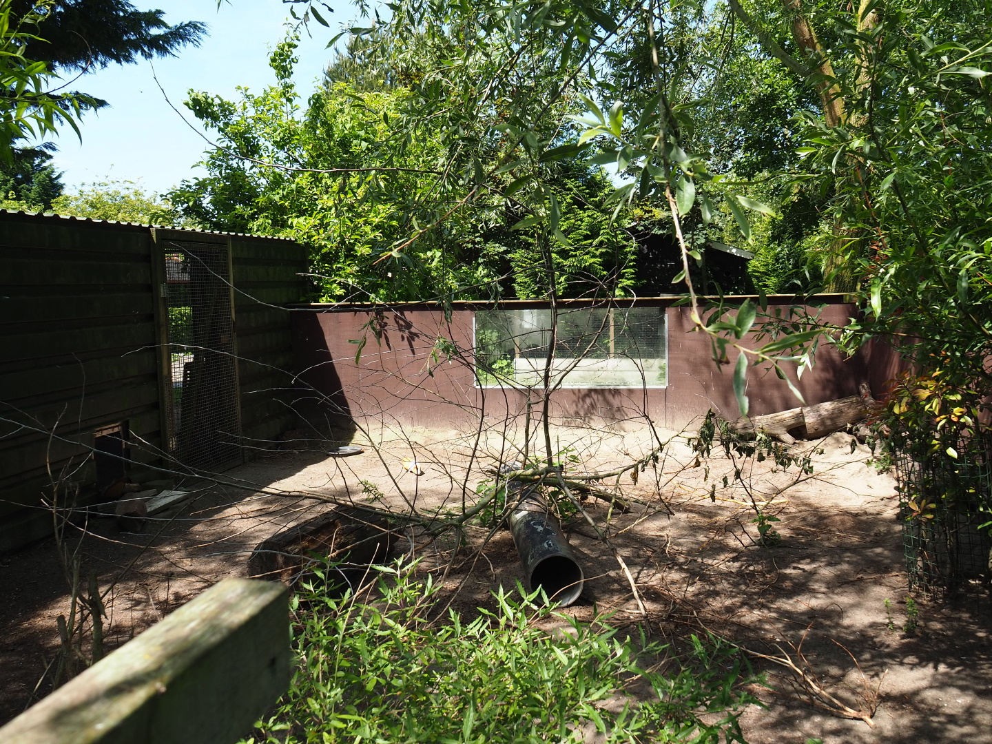 Domestic guinea pig exhibit, 2019-06-01