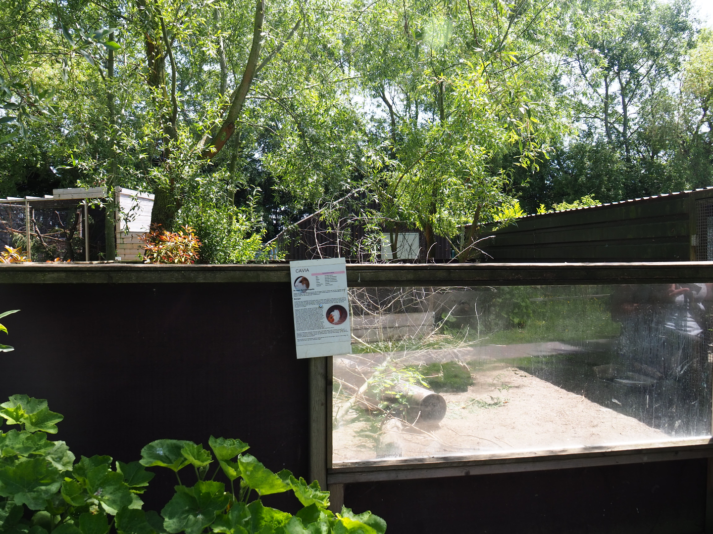 Domestic guinea pig exhibit, 2019-06-01