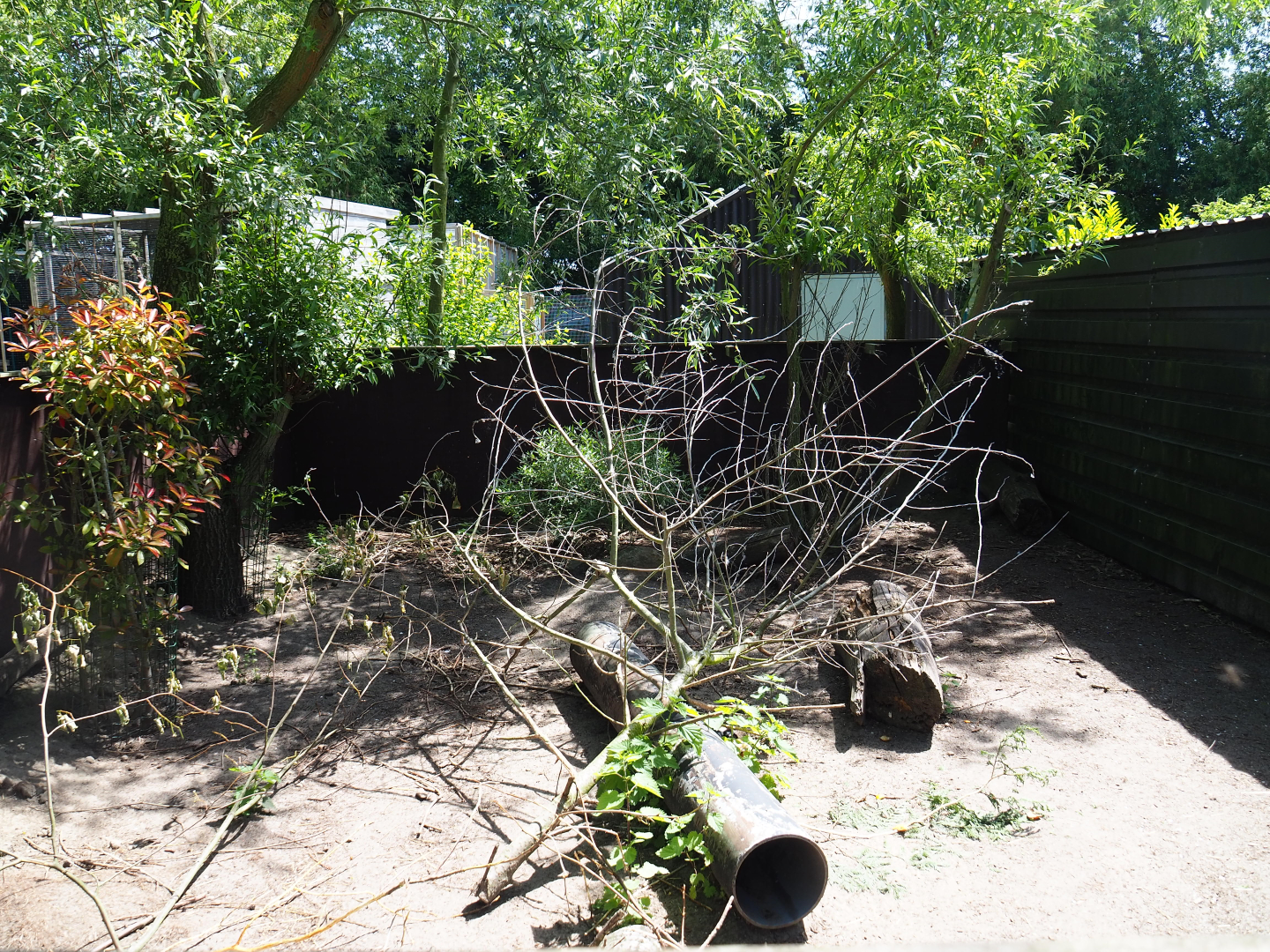 Domestic guinea pig exhibit, 2019-06-01