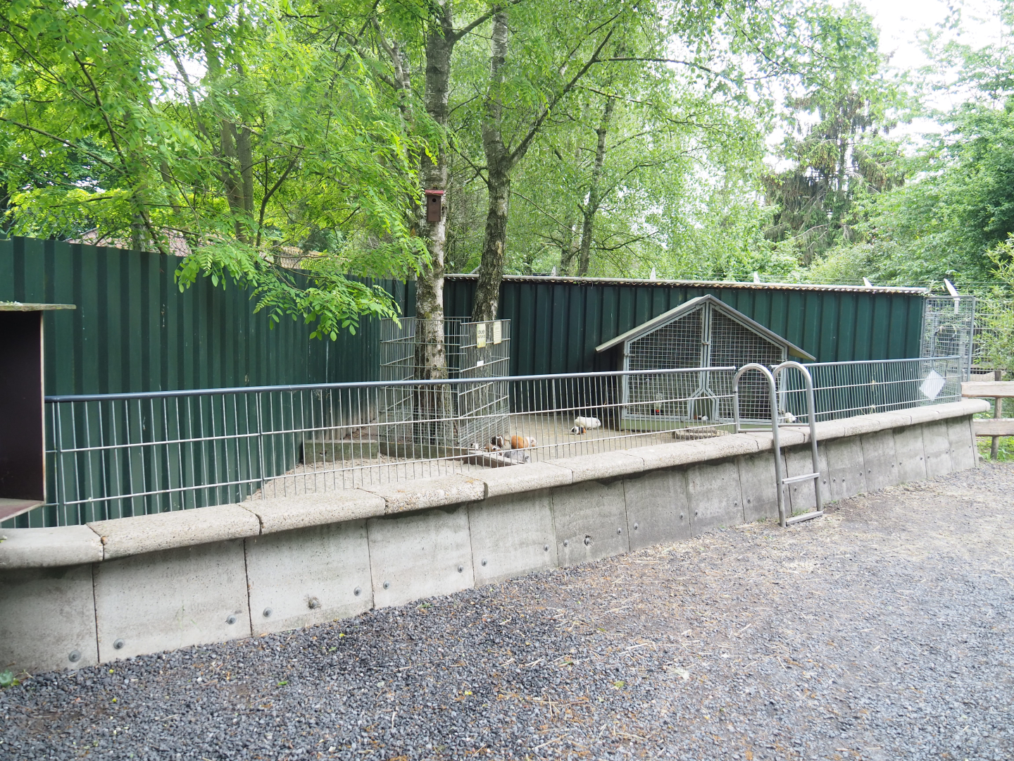 Domestic guinea pig exhibit, 2022-05-17