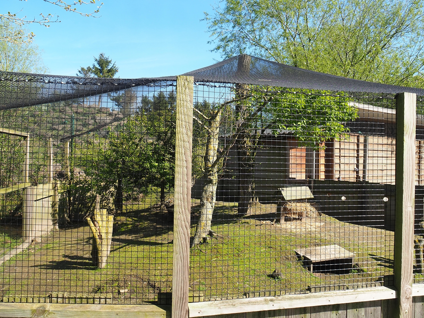 Domestic guinea pig exhibit, 2023-04-30