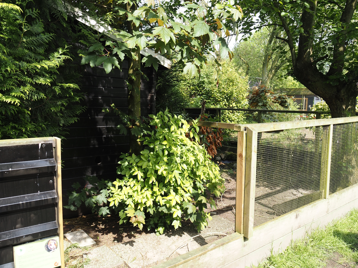 Domestic guinea pig exhibit, 2024-05-11