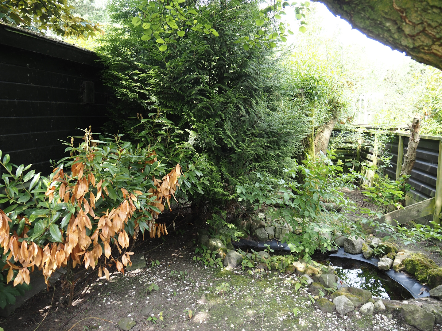 Domestic guinea pig exhibit, 2024-05-11