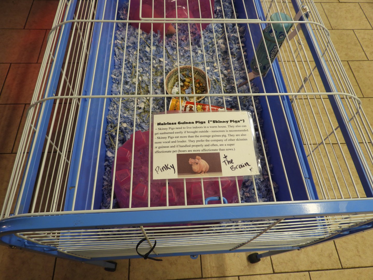 Domestic Guinea Pig exhibit - Motorcycle Dealer - Doc's Harley-Davidson