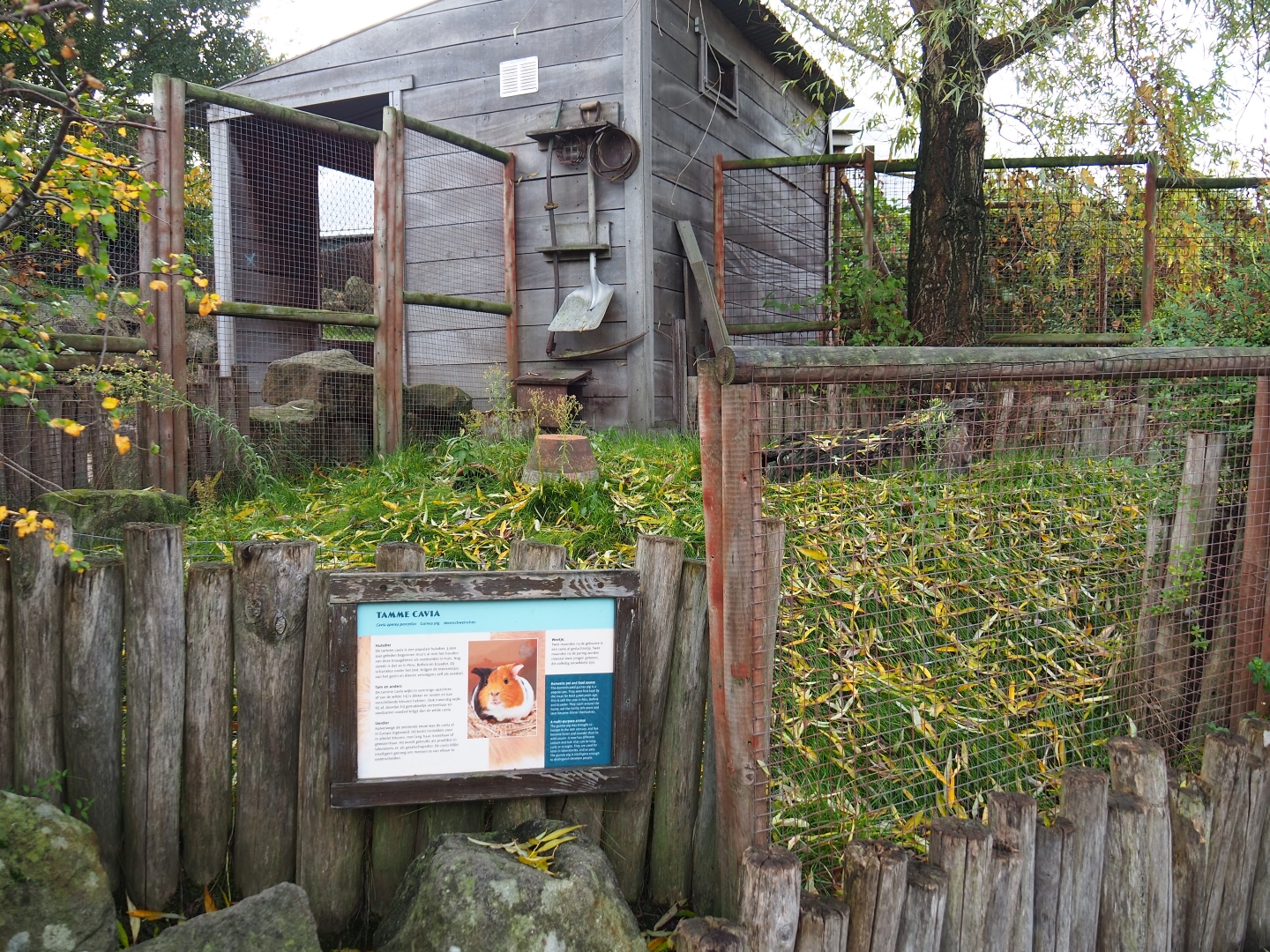 Domestic guinea pig exhibit (Nov 10th, 2018)