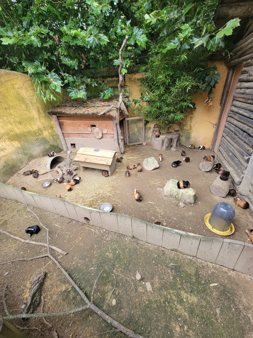 Domestic Guinea Pig exhibit