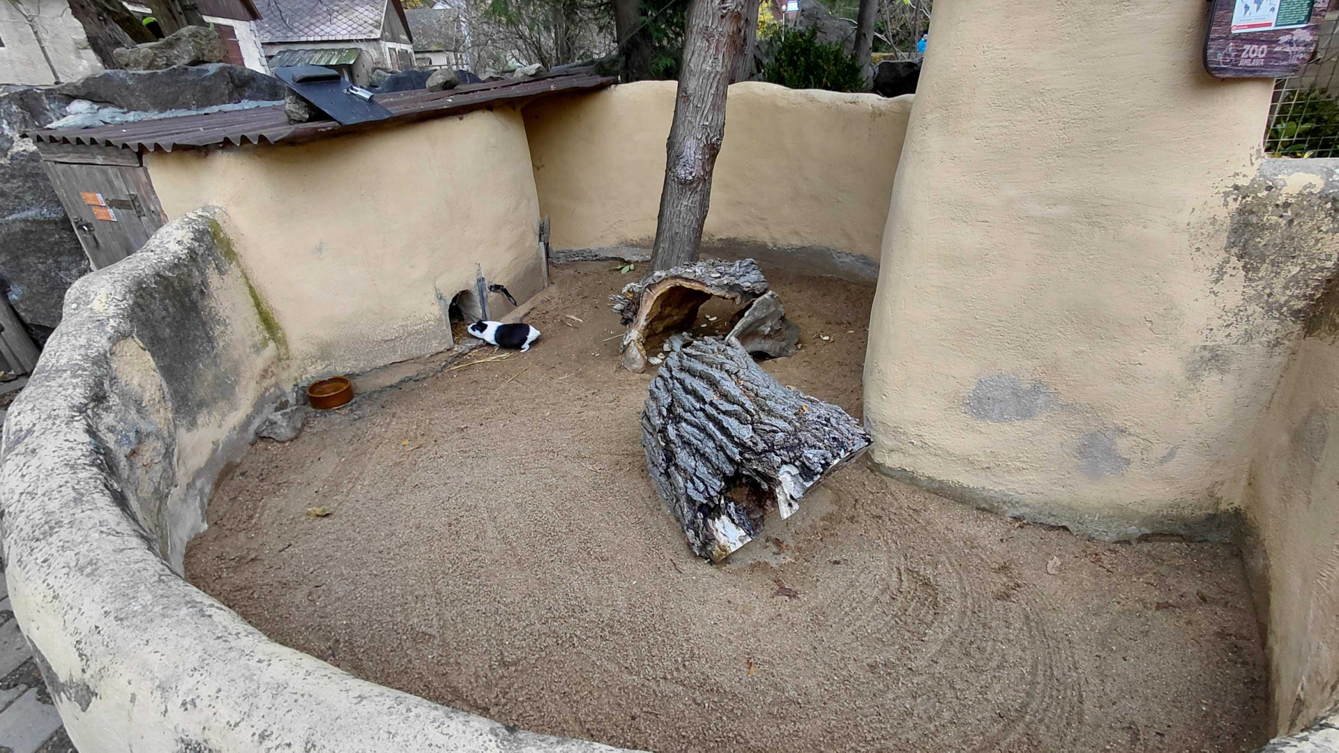 Domestic guinea pig exhibit