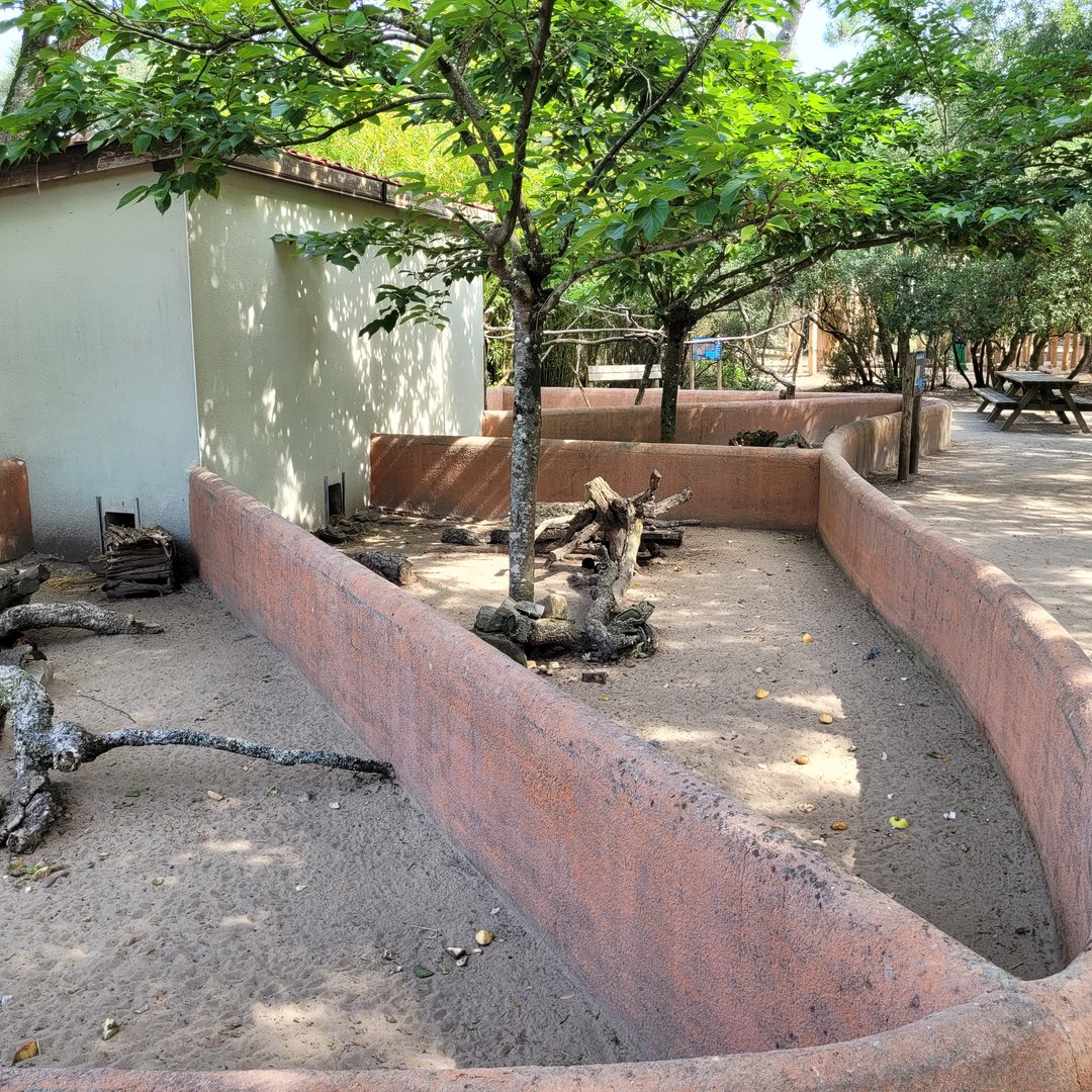 Domestic guinea pig exhibits -Zoo de Labenne (2023)