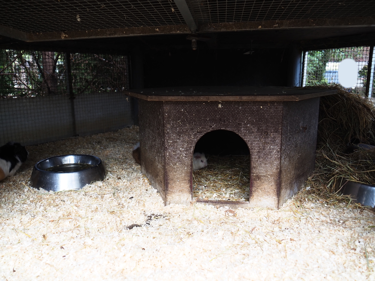 Domestic guinea pig housing, 2019-04-06
